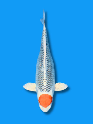 Tancho Kujaku | Koi&Co.